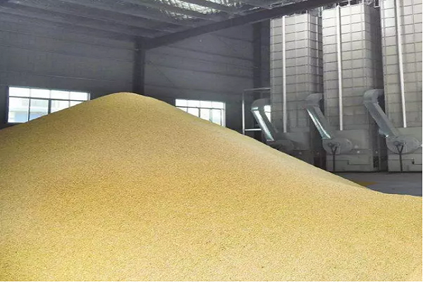 dried grain